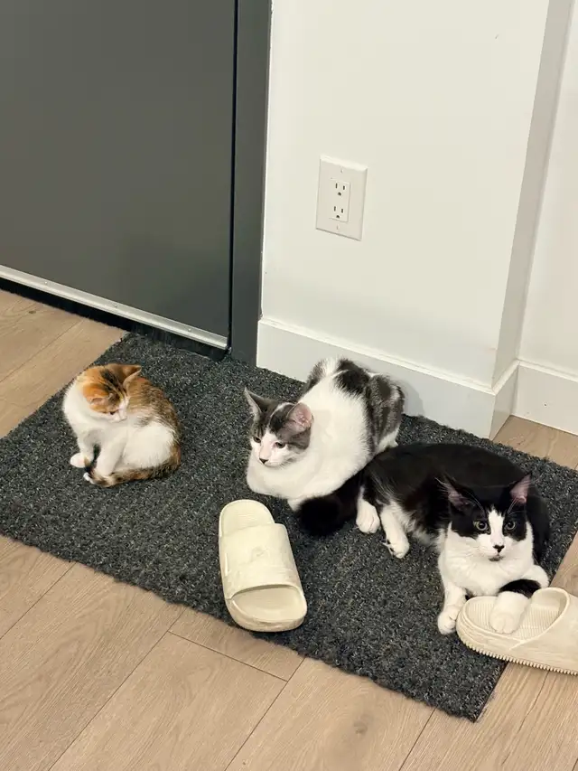 Kittens for Adoption (READ DESCRIPTION)