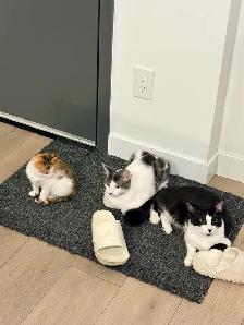 Kittens for Adoption (READ DESCRIPTION)