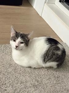 Kittens for Adoption (READ DESCRIPTION) - Photo 2