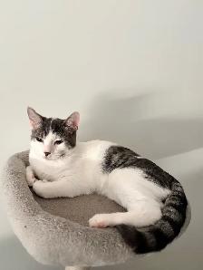Kittens for Adoption (READ DESCRIPTION) - Photo 3