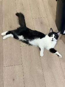 Kittens for Adoption (READ DESCRIPTION) - Photo 4
