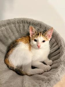 Kittens for Adoption (READ DESCRIPTION) - Photo 6