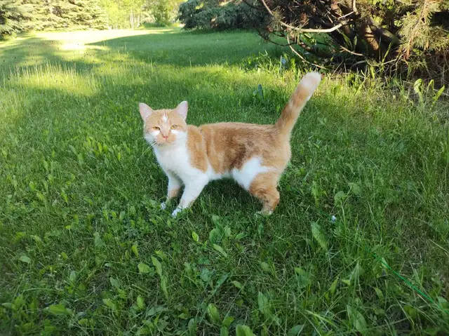 Adorable Ginger Female Kitty