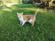 Adorable Ginger Female Kitty