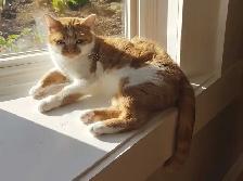 Adorable Ginger Female Kitty - Photo 2