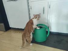 Adorable Ginger Female Kitty - Photo 3