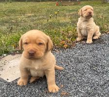 Lab Puppies for sale