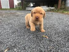 Lab Puppies for sale - Photo 2