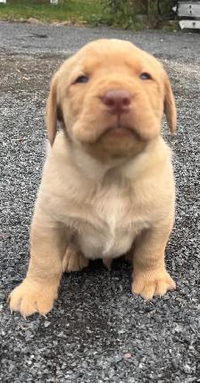 Lab Puppies for sale - Photo 3