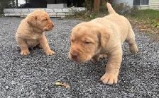 Lab Puppies for sale - Photo 4