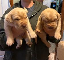 Lab Puppies for sale - Photo 5