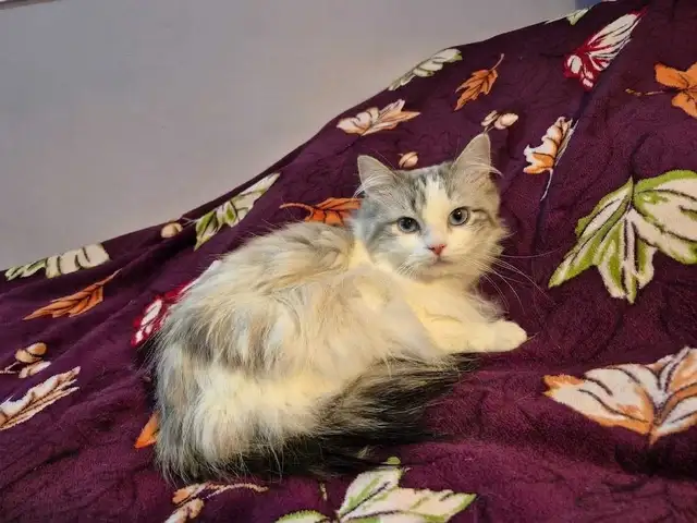 Gorgeous Spayed Ragdoll Kitty