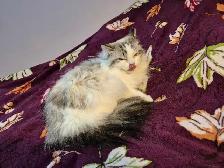 Gorgeous Spayed Ragdoll Kitty - Photo 2