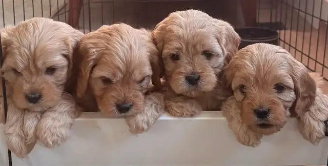 CUTE & CUDDLY F1 CAVAPOO PUPPIES 1 girl only
