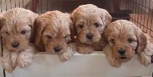 CUTE & CUDDLY F1 CAVAPOO PUPPIES 1 girl only