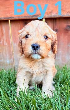 CUTE & CUDDLY F1 CAVAPOO PUPPIES 1 girl only - Photo 2