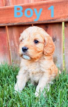 CUTE & CUDDLY F1 CAVAPOO PUPPIES 1 girl only - Photo 3