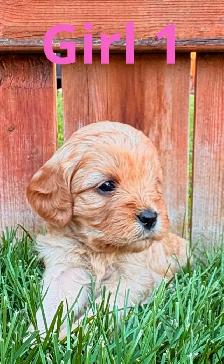 CUTE & CUDDLY F1 CAVAPOO PUPPIES 1 girl only - Photo 4