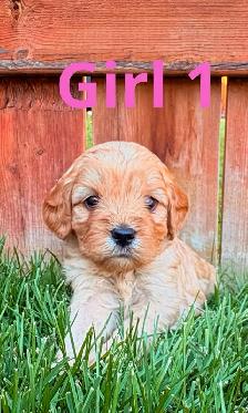 CUTE & CUDDLY F1 CAVAPOO PUPPIES 1 girl only - Photo 5