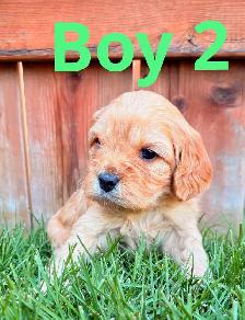 CUTE & CUDDLY F1 CAVAPOO PUPPIES 1 girl only - Photo 6