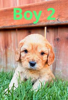 CUTE & CUDDLY F1 CAVAPOO PUPPIES 1 girl only - Photo 7