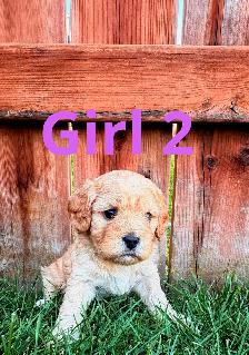 CUTE & CUDDLY F1 CAVAPOO PUPPIES 1 girl only - Photo 8