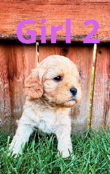 CUTE & CUDDLY F1 CAVAPOO PUPPIES 1 girl only - Photo 9