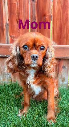 CUTE & CUDDLY F1 CAVAPOO PUPPIES 1 girl only - Photo 10