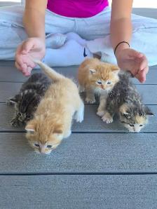 Beautiful Fluffy Kittens! Ready Now!