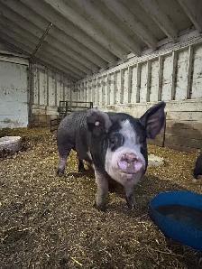 Pig/ Sow