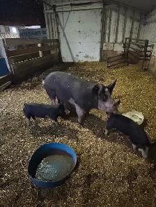 Pig/ Sow - Photo 2