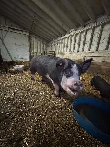 Pig/ Sow - Photo 3