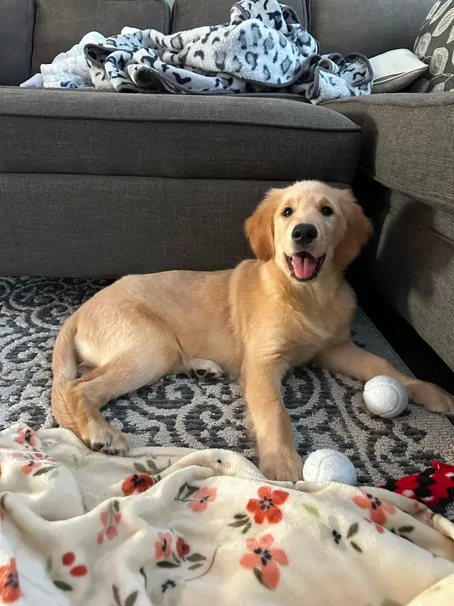 Belle Golden Retriever prête à partir