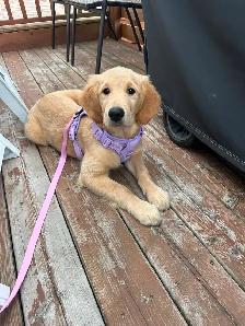 Belle Golden Retriever prête à partir - Photo 2