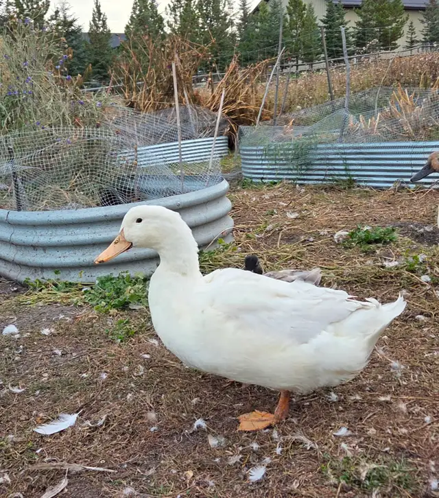 Pekin Meat Ducks