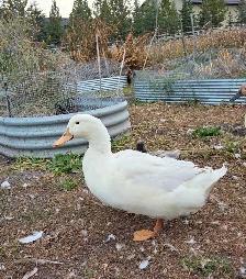 Pekin Meat Ducks
