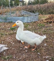 Pekin Meat Ducks - Photo 2