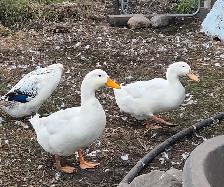 Pekin Meat Ducks - Photo 3