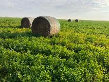 Alfalfa and brome hay Bales - Photo 2