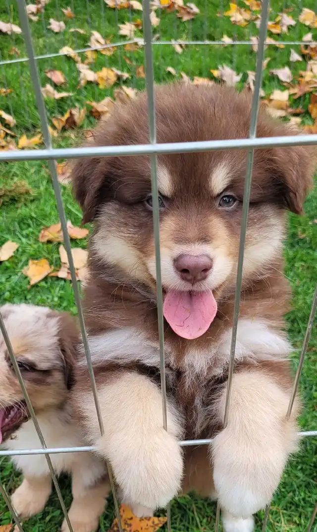 Mini Australian Shepherds !! Only 2 left !
