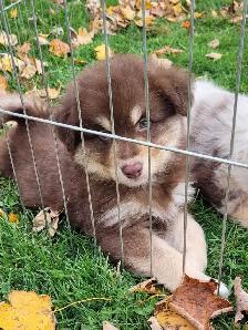 Mini Australian Shepherds !! Only 2 left ! - Photo 2