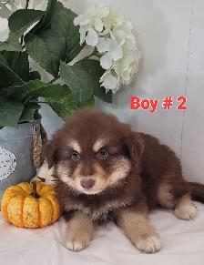 Mini Australian Shepherds !! Only 2 left ! - Photo 3