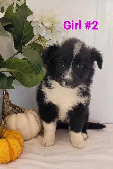 Mini Australian Shepherds !! Only 2 left ! - Photo 4