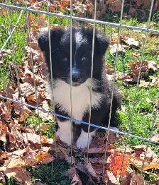 Mini Australian Shepherds !! Only 2 left ! - Photo 5