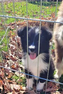 Mini Australian Shepherds !! Only 2 left ! - Photo 6