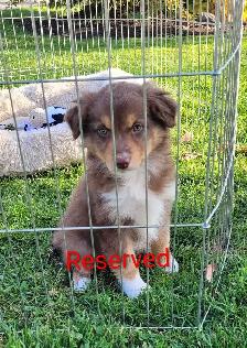 Mini Australian Shepherds !! Only 2 left ! - Photo 7
