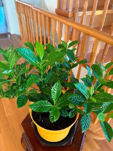 Gardenia Flower Plant-$20