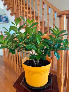 Gardenia Flower Plant-$20 - Photo 4