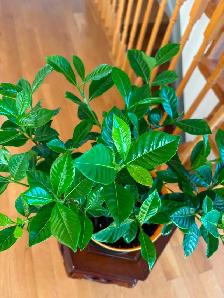Gardenia Flower Plant-$20 - Photo 5