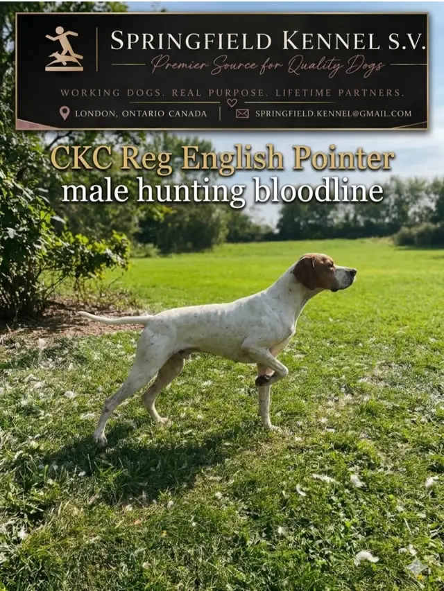 CKC Reg Trained English Pointer dogs for Sale, On parle le FRANC